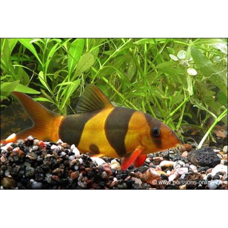 Prachtschmerle - Chromobotia Macracanthus (Botia)