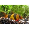 Prachtschmerle - Chromobotia Macracanthus (Botia)