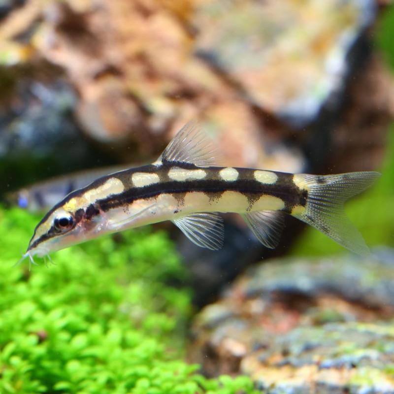 A Scacchi - Ambastaia Sidthimunki (Botia)