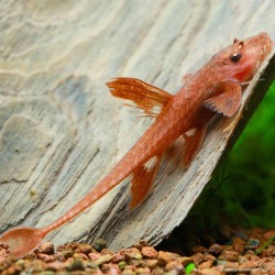 Roter Hexenwels - Rineloricaria Spp Red