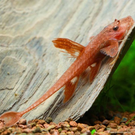 Roter Hexenwels - Rineloricaria Spp Red