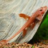 Loricaria Rouge - Rineloricaria Spp Red