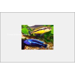 Melanochromis Chipokae - Melanochromis Chipokae