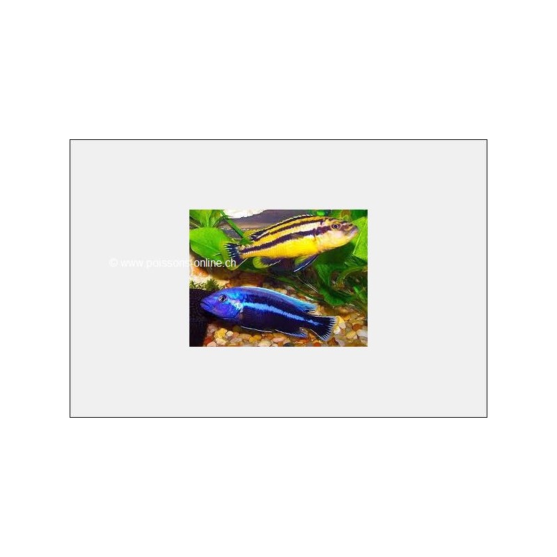 Melanochromis Chipokae - Melanochromis Chipokae