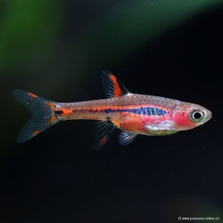 Mosquitorasbora - Boraras Brigittae (Rasbora)