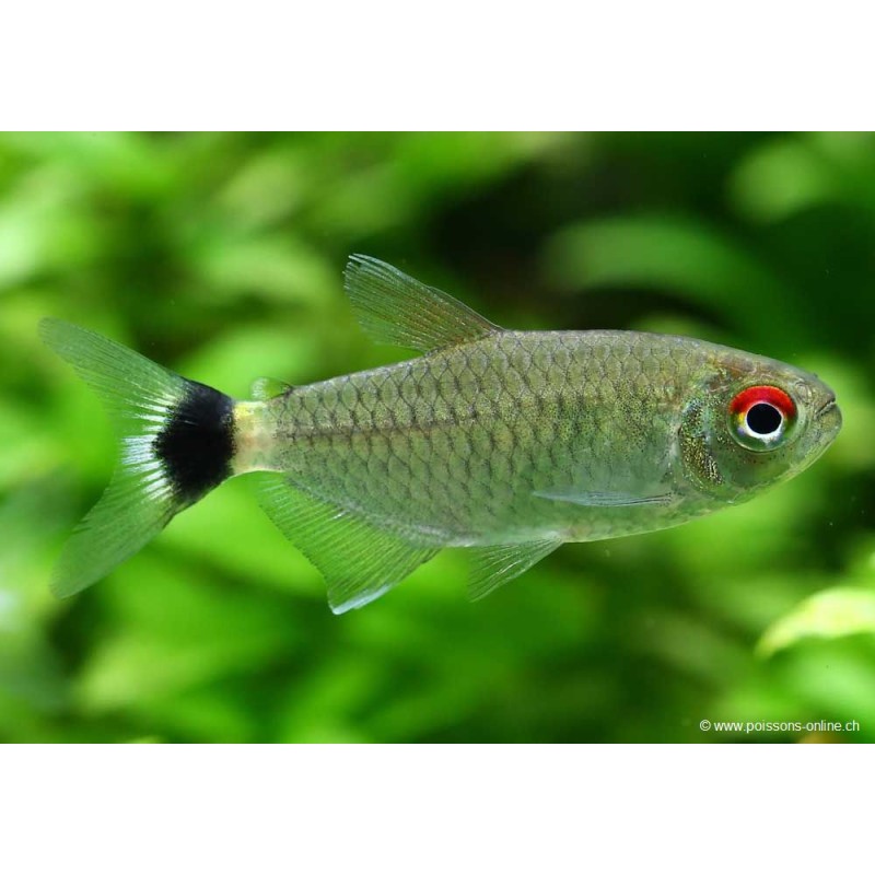 Moenkhausia Au Yeux Rouges - Moenkhausia Sanctaefilomenae