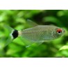 Moenkhausia Au Yeux Rouges - Moenkhausia Sanctaefilomenae
