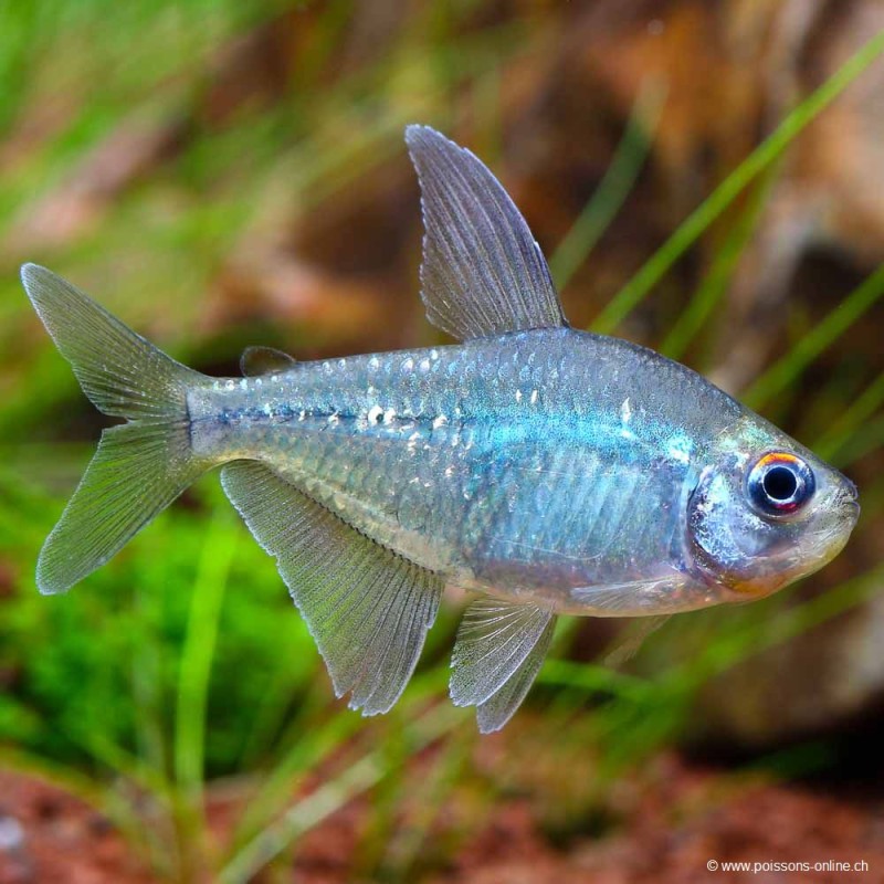 Brillantsalmler - Moenkhausia Pittieri