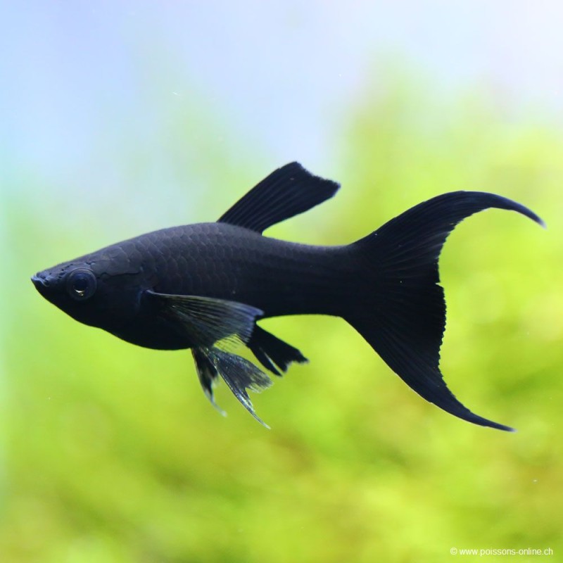 Molly Black Lyra - Poecilia Sphenops