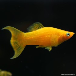 Molly Gold Lyre - Poecilia Sphenops