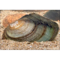 Teichmuschel - Anodonta Cygnaea
