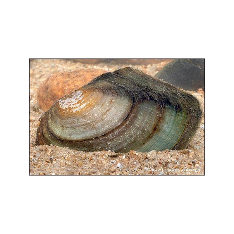 Teichmuschel - Anodonta Cygnaea