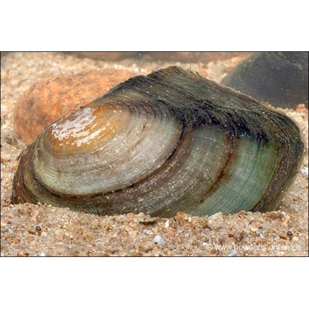 Teichmuschel - Anodonta Cygnaea