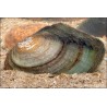 Teichmuschel - Anodonta Cygnaea