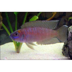 Neolamprologus Brevis - Neolamprologus Brevis