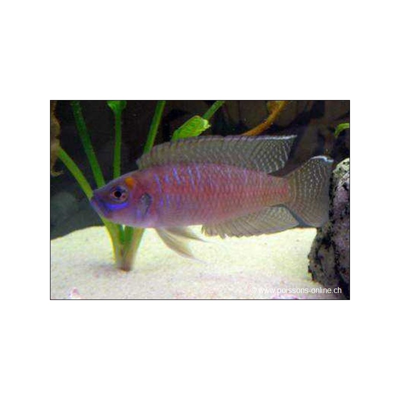 Neolamprologus Brevis - Neolamprologus Brevis