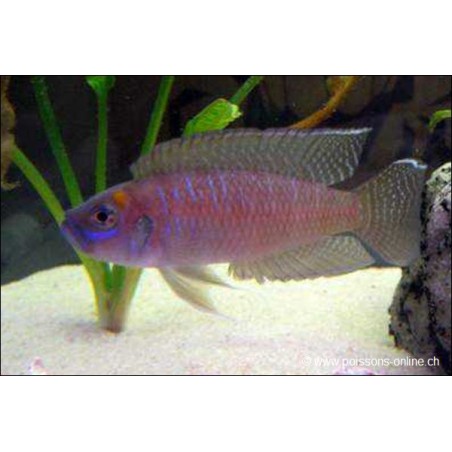 Neolamprologus Brevis - Neolamprologus Brevis