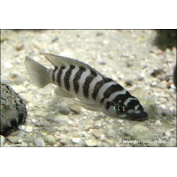 Neolamprologus Cylindricus - Neolamprologus Cylindricus