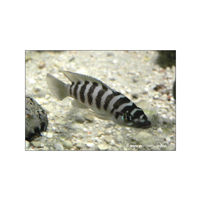 Neolamprologus Cylindricus - Neolamprologus Cylindricus