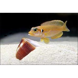 Neolamprologus Ocellatus Gelb - Neolamprologus Ocellatus Gold