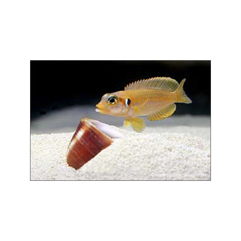 Neolamprologus Ocellatus Gelb - Neolamprologus Ocellatus Gold