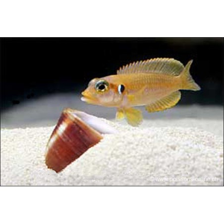 Neolamprologus Ocellatus Jaune - Neolamprologus Ocellatus Gold