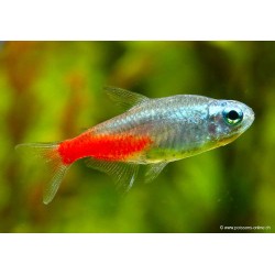 Diamantkopf-Neonsalmler - Paracheirodon Innesi Diamant