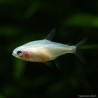 Gelber Neonsalmler (Schwarz-Auge ) - Paracheirodon Innesi Gold