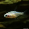 Gelber Neonsalmler (Schwarz-Auge ) - Paracheirodon Innesi Gold