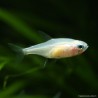 Gelber Neonsalmler (Schwarz-Auge ) - Paracheirodon Innesi Gold