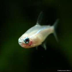 Gelber Neonsalmler (Schwarz-Auge ) - Paracheirodon Innesi Gold
