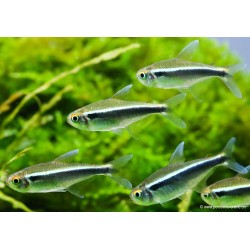 Schwarzer Neonsalmler - Hyphessobrycon Herbertaxelrodi