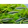 Schwarzer Neonsalmler - Hyphessobrycon Herbertaxelrodi