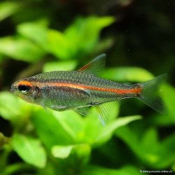 Glühlichtsalmler - Hemigrammus Erythrozonus