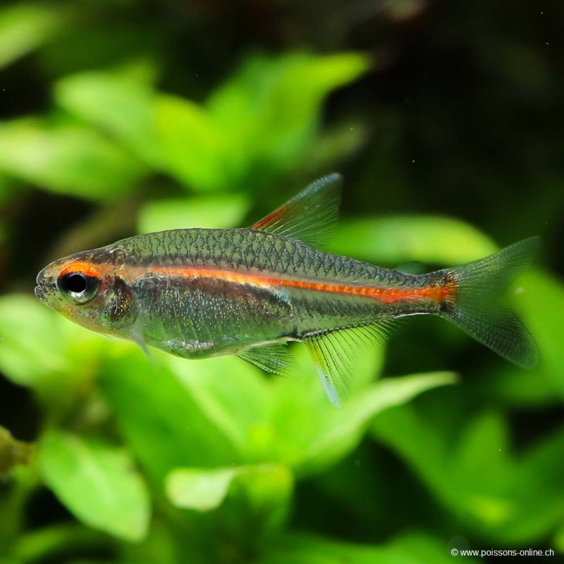 Neon Rosa - Hemigrammus Erythrozonus
