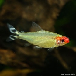 Rotkopfsalmler - Hemigrammus Bleheri
