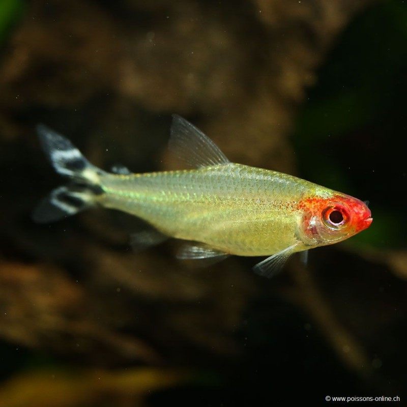 Rotkopfsalmler - Hemigrammus Bleheri