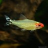 Rotkopfsalmler - Hemigrammus Bleheri