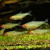 Rotkopfsalmler - Hemigrammus Bleheri