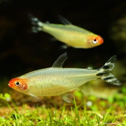 Rotkopfsalmler - Hemigrammus Bleheri
