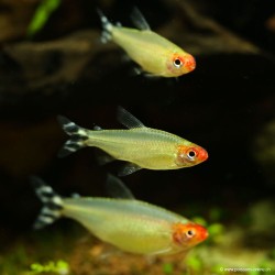 Rotkopfsalmler - Hemigrammus Bleheri