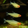 Naso Rosso - Hemigrammus Bleheri