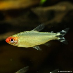 Rotkopfsalmler - Hemigrammus Bleheri