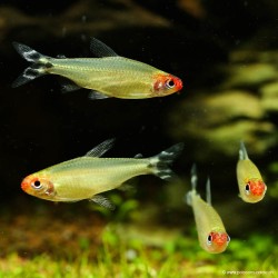 Rotkopfsalmler - Hemigrammus Bleheri