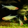Naso Rosso - Hemigrammus Bleheri