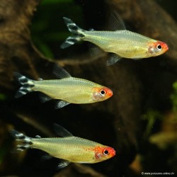 Rotkopfsalmler - Hemigrammus Bleheri