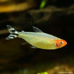 Rotkopfsalmler - Hemigrammus Bleheri