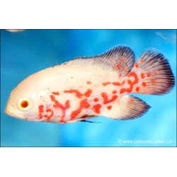 Goldgetiegerter Oscar - Astronotus Ocellatus Albino Tiger