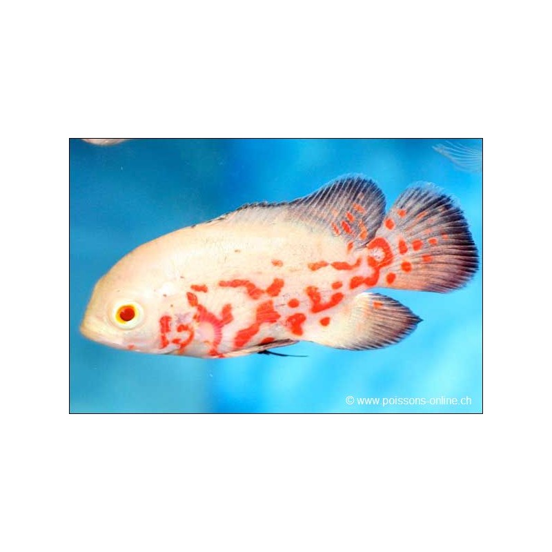 Goldgetiegerter Oscar - Astronotus Ocellatus Albino Tiger
