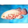 Goldgetiegerter Oscar - Astronotus Ocellatus Albino Tiger